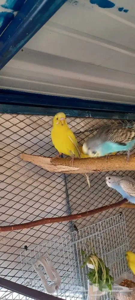 بادجي إنتاج محميتي الخاصه 4