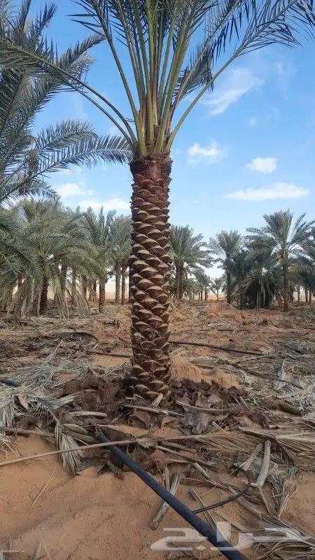 متخصصون في مجال البناء وزراعه النخل  جميع مناطق المملكه ا 5