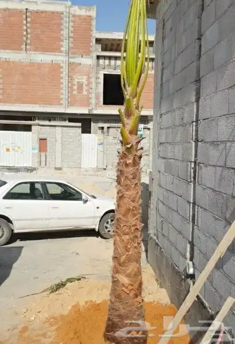 نخل واشنطنيا للبيع 5