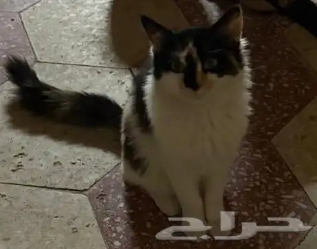 قط انثى لتبني 0