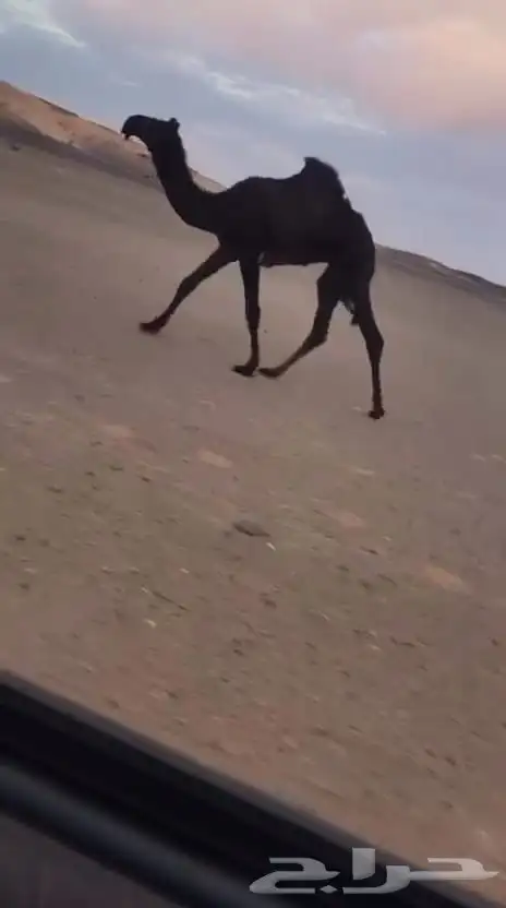 بكرة كفو فردية 0