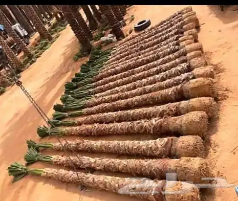 نخيل وشنطوني مقاسات مختلفة 7