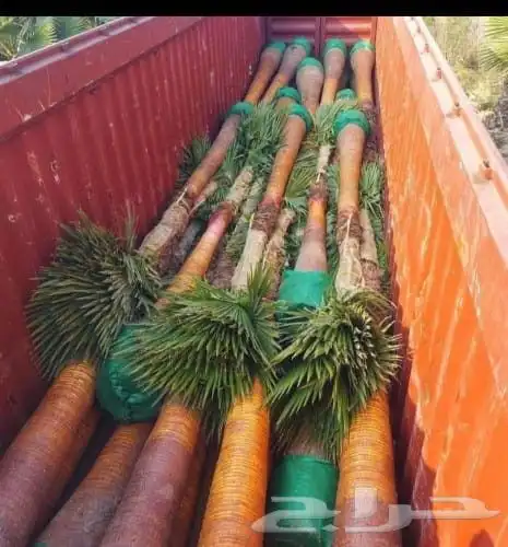 نخيل وشنطوني مقاسات مختلفة 2