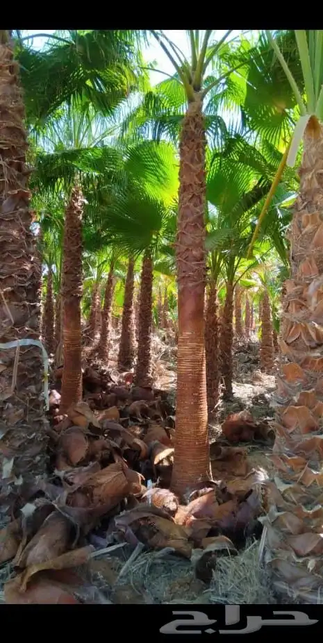 نخيل وشنطوني مقاسات مختلفة 6