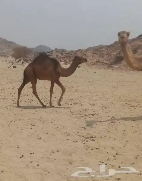 جمل احمر ساحلي 0