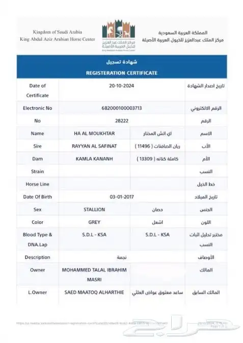 حصان مصري بيور شييخ 5