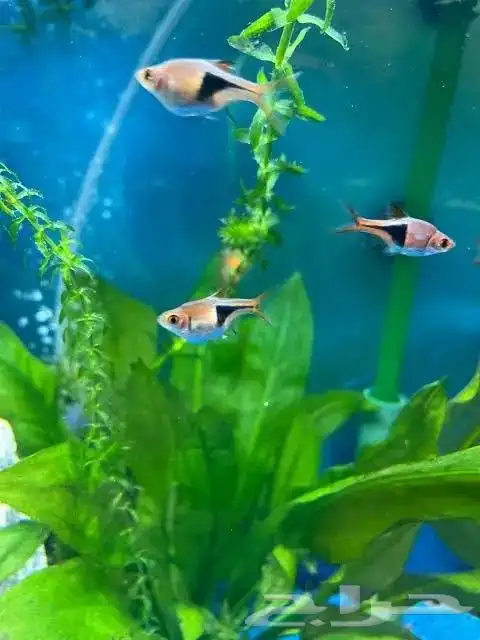 اسماك جوبي وهارلي كوين راسبورا 6