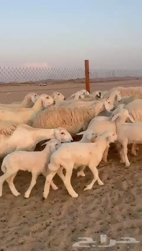 اعرض لكم يوم عرض مميز لمحبيين الحريات الحرش الخلفات عددها 20 2