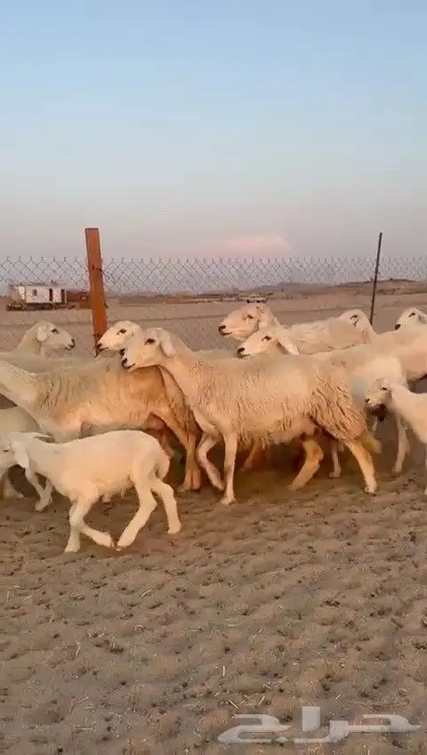 اعرض لكم يوم عرض مميز لمحبيين الحريات الحرش الخلفات عددها 20 4