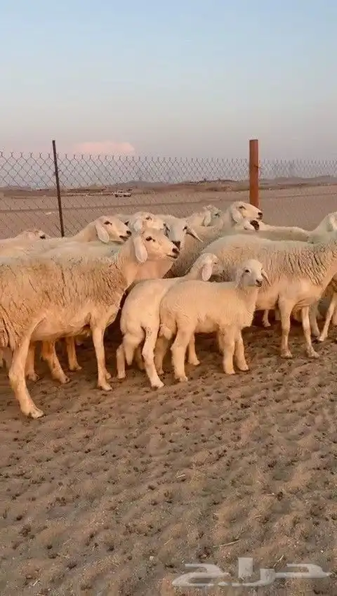 اعرض لكم يوم عرض مميز لمحبيين الحريات الحرش الخلفات عددها 20 1