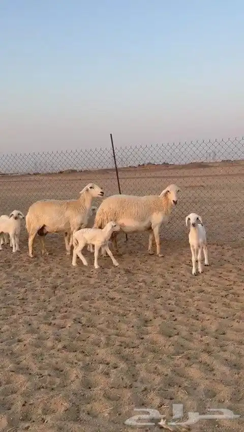 اعرض لكم يوم عرض مميز لمحبيين الحريات الحرش الخلفات عددها 20 3