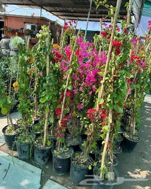 زرع طبيعي عشب طبيعي شبكات راي اشجار نباتات احواض زراعة طبيعي 10