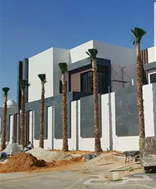 نخل واشنطنيا للبيع 8