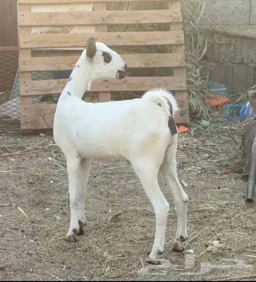 جفره بيشيه فاخره 0