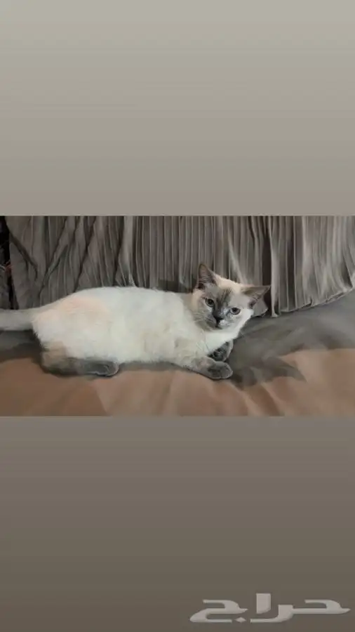 قطه للتبني 0