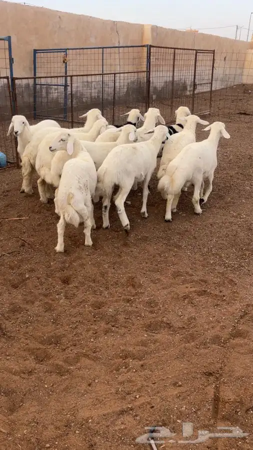 بهم حري طيب 4