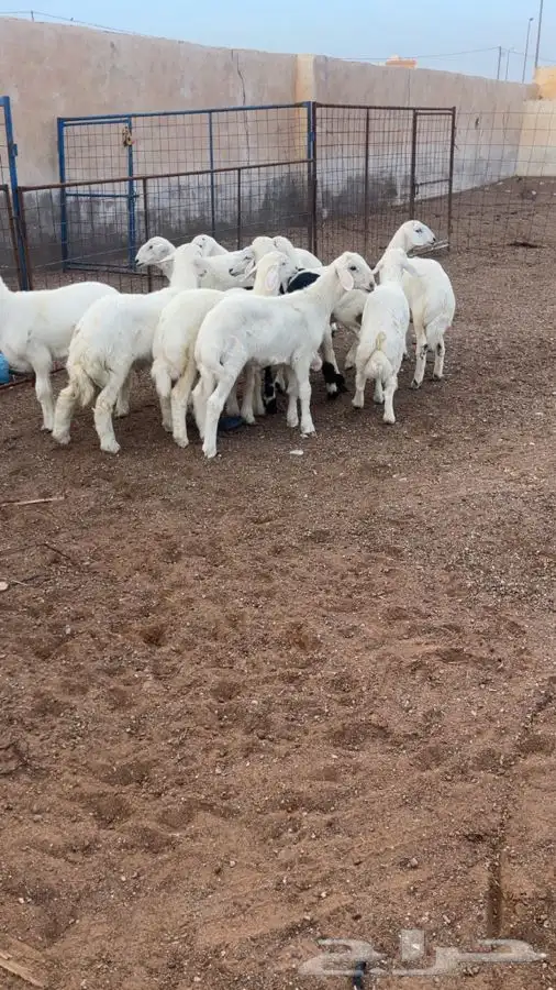 بهم حري طيب 3