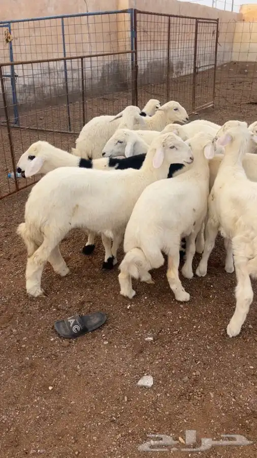 بهم حري طيب 0