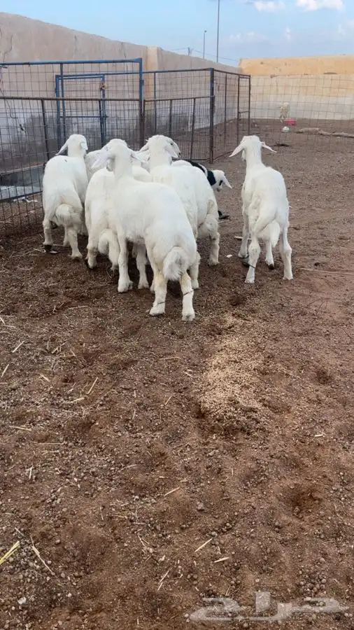 بهم حري طيب 1