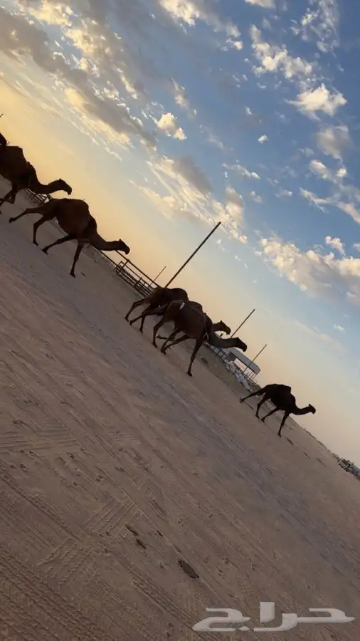 ذود جمله العدد11 بفحلها معها معدات 3