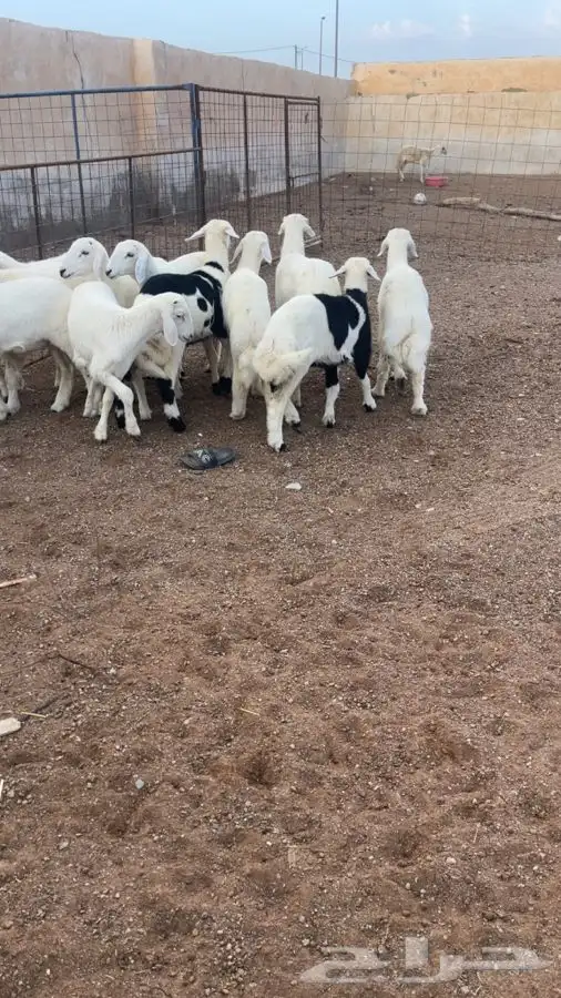 بهم حري طيب 2