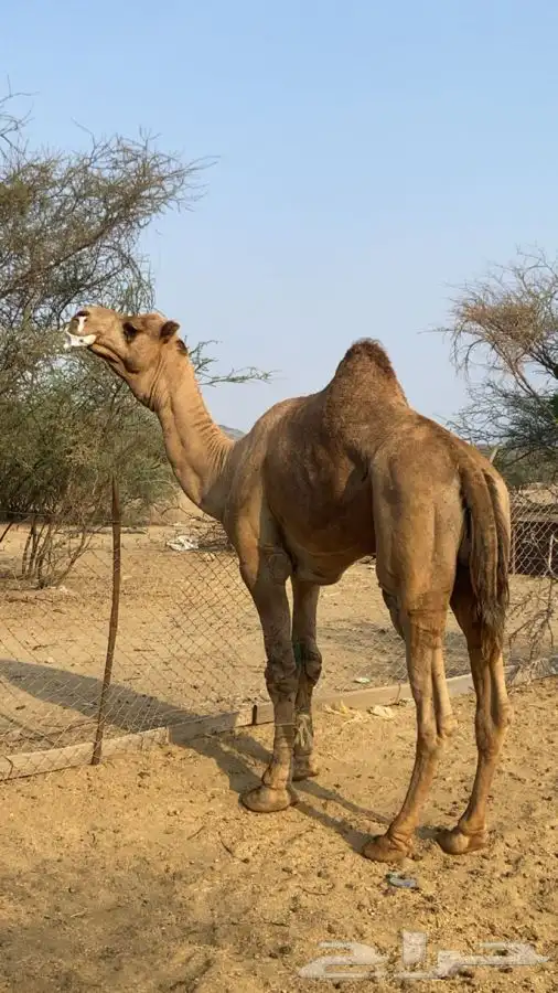 بعير للبيع فحل 2