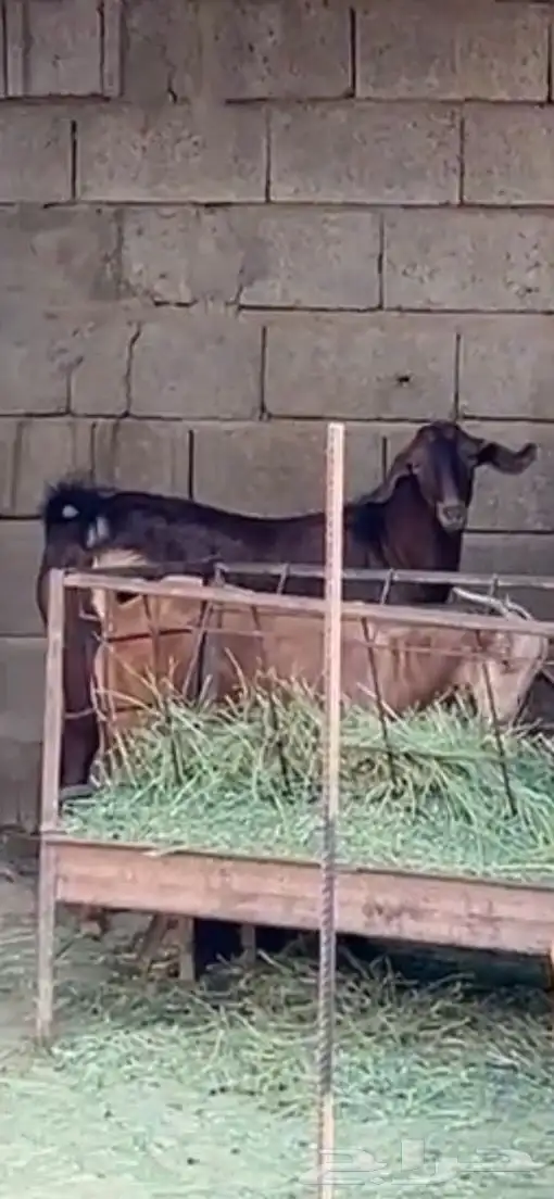 تيس ادهم اجم. 0