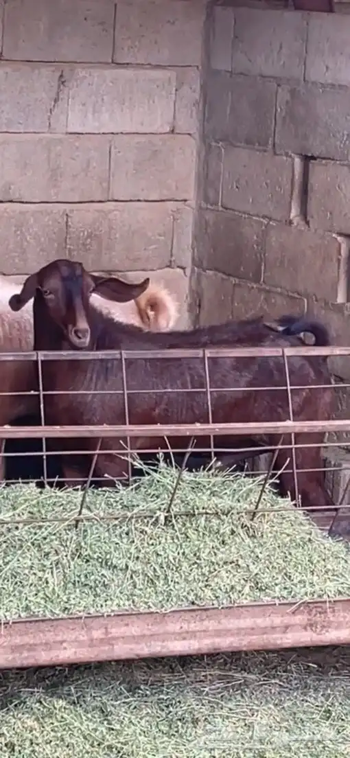 تيس ادهم اجم. 1