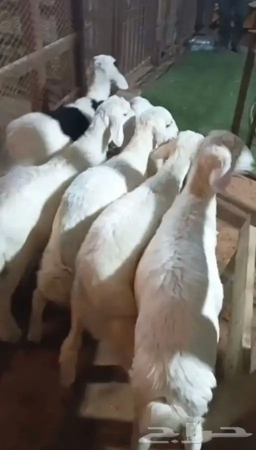 هرافى لباني 0