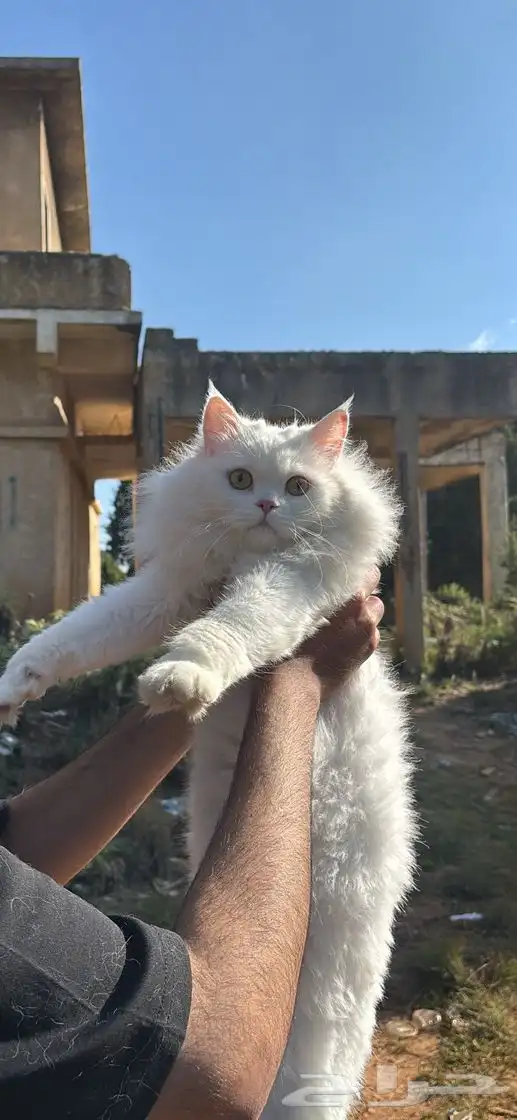 قط شيرازي تركي ذكر للبيع معا اغراضه كامله 3