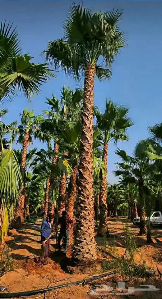 نخل واشنطنيا للبيع 2