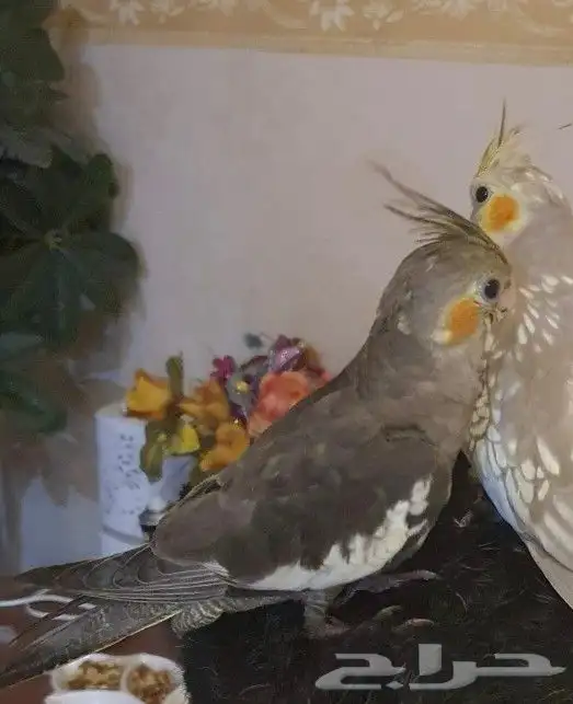 كروان ذكر اليف 4