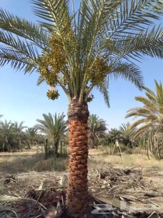 متخصصون في مجال البناء وزراعه النخل  جميع مناطق المملكه ا 7