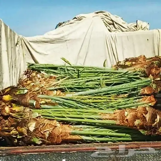 نخل عربي واشنطني خلاض برحي صقعي شيشي مجدول سكري فسايل 3