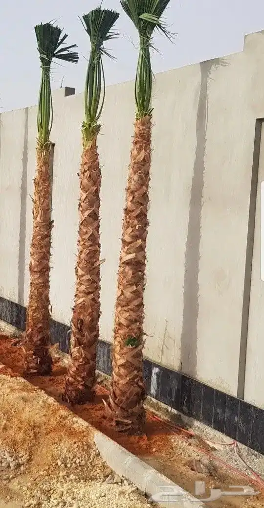 نخل واشنطن أمريكي للبيع نخيل خلاص صقعي هلالي برحي سكري شيشي 1