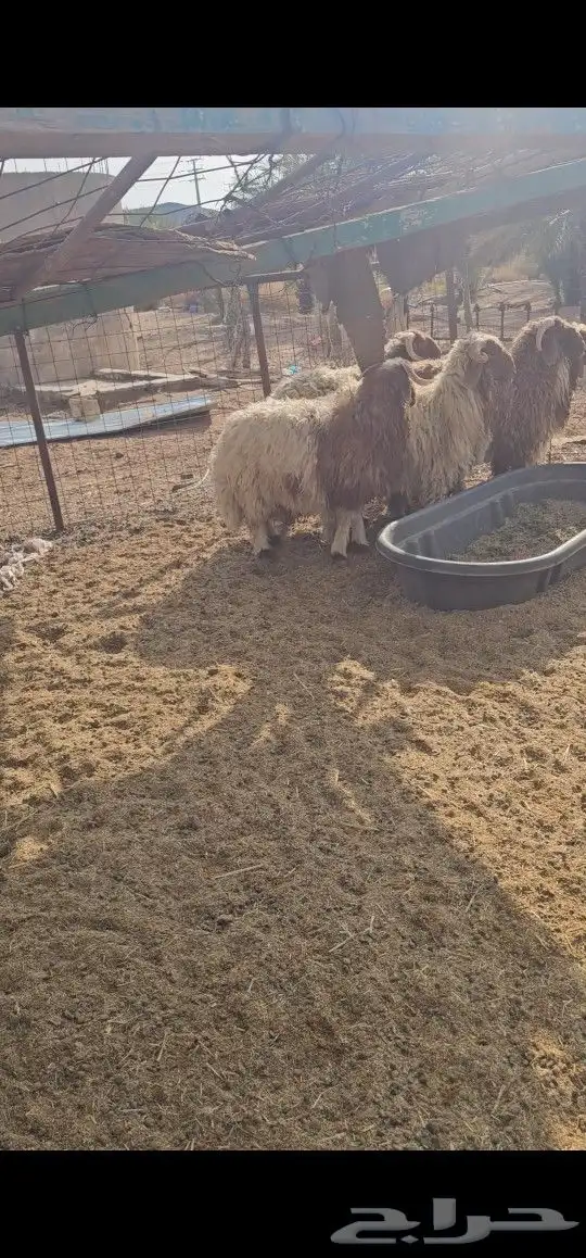 جذعان نعيم 0