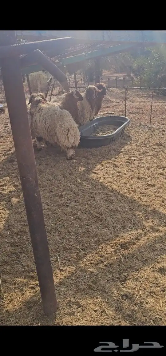 جذعان نعيم 2