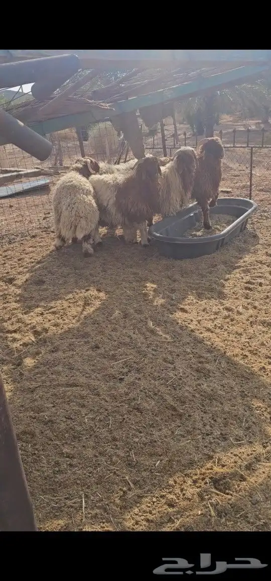 جذعان نعيم 1