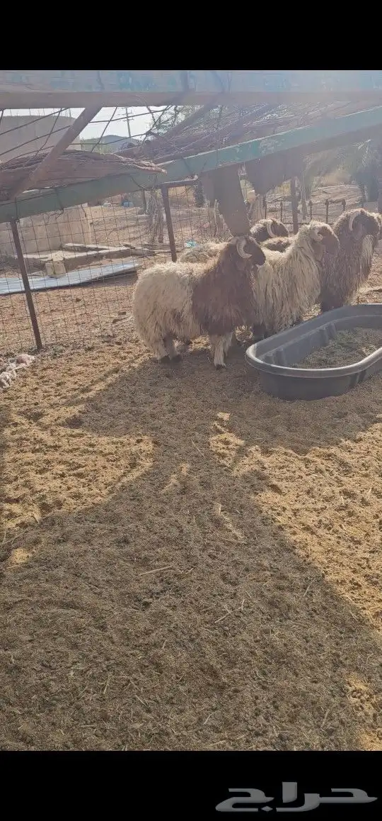 جذعان نعيم 4