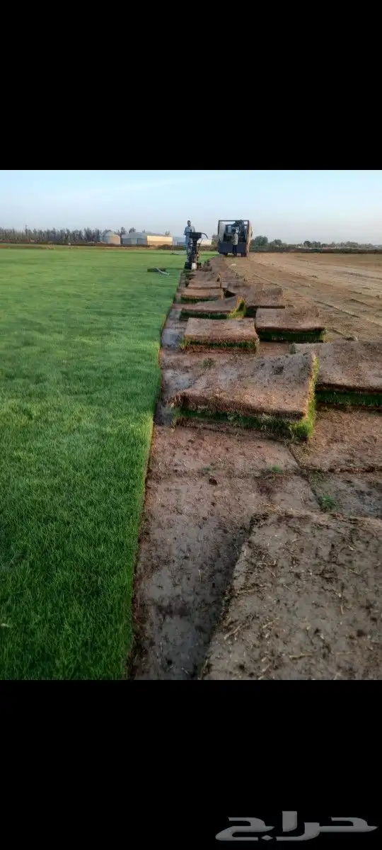 ثيل طبيعي سي 2000 درجه اولى صافي ونقي على الشرط شكل جمالي وخ 0