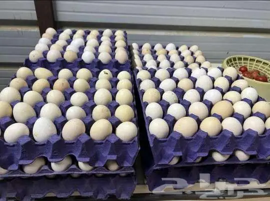 ديوك بلدي وسمان ودجاج لذبح 1