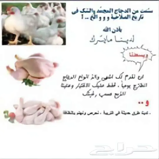 ديوك بلدي وسمان ودجاج لذبح 0