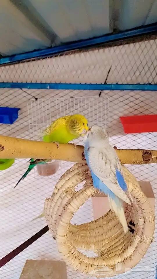 بادجي إنتاج محميتي الخاصه 2