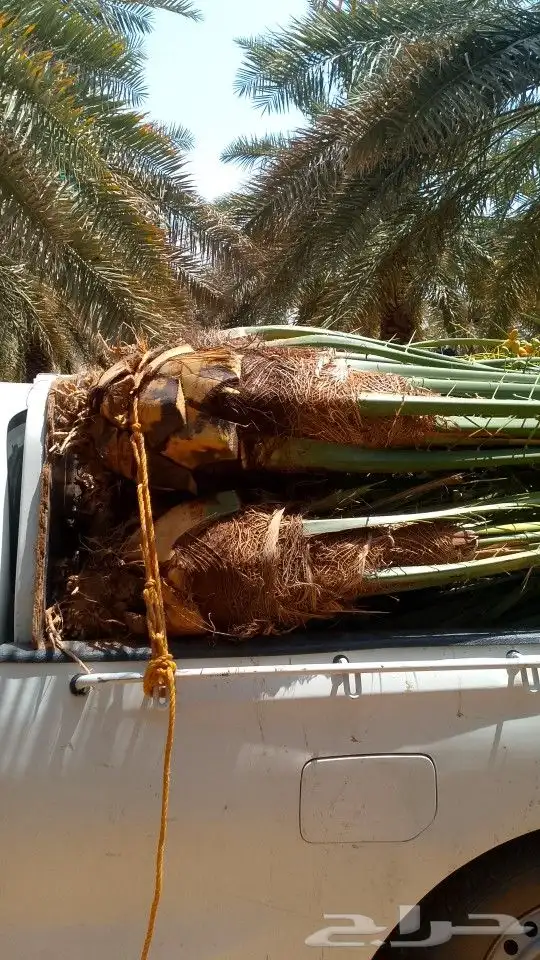 يوجد لدينا نخيل عربي بجميع انواعه وقسم خاص بل اشجار 8