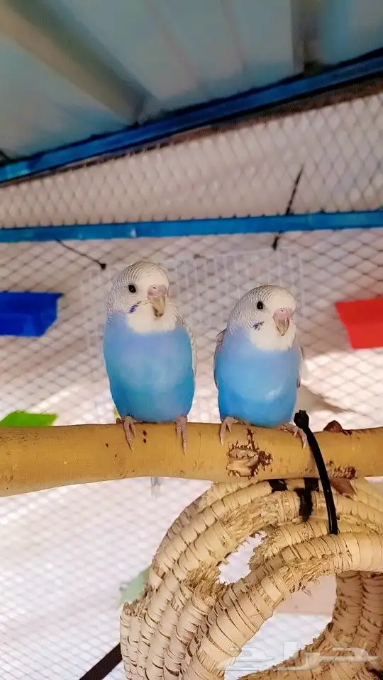 بادجي إنتاج محميتي الخاصه 3