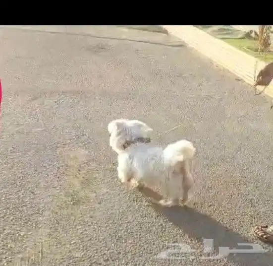 كلبة للبيع او البدل 1