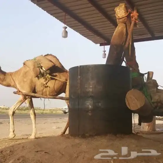 زيت معصره سمسم 0