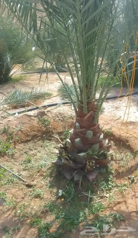 نخل وأشنطونيا وعربي بجميع المقاسات 1
