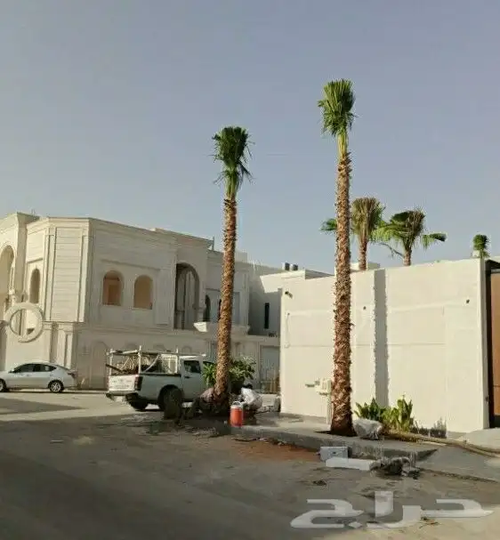 نخل واشنطنيا للبيع 3