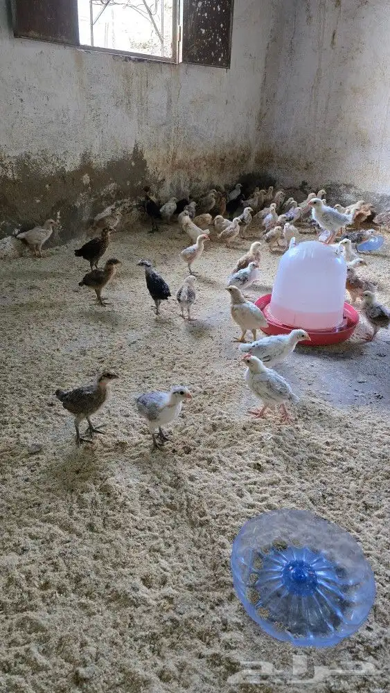 صوص بلدي محصن بصحه ممتازه جدا العمر شهر 2